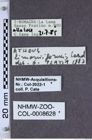 Etiketten zu Athous limoniiformis (NHMW-ZOO-COL-0008628)